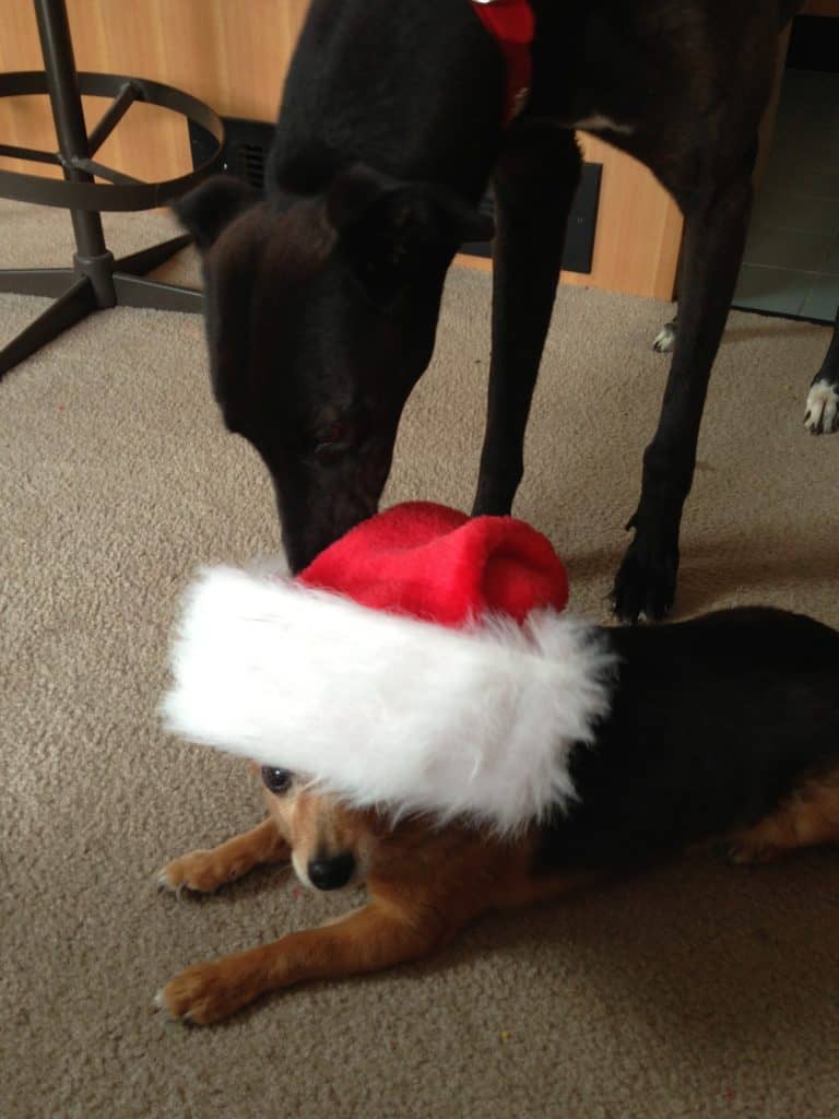 A chihuahua wearing a Santa hat, with a black greyound