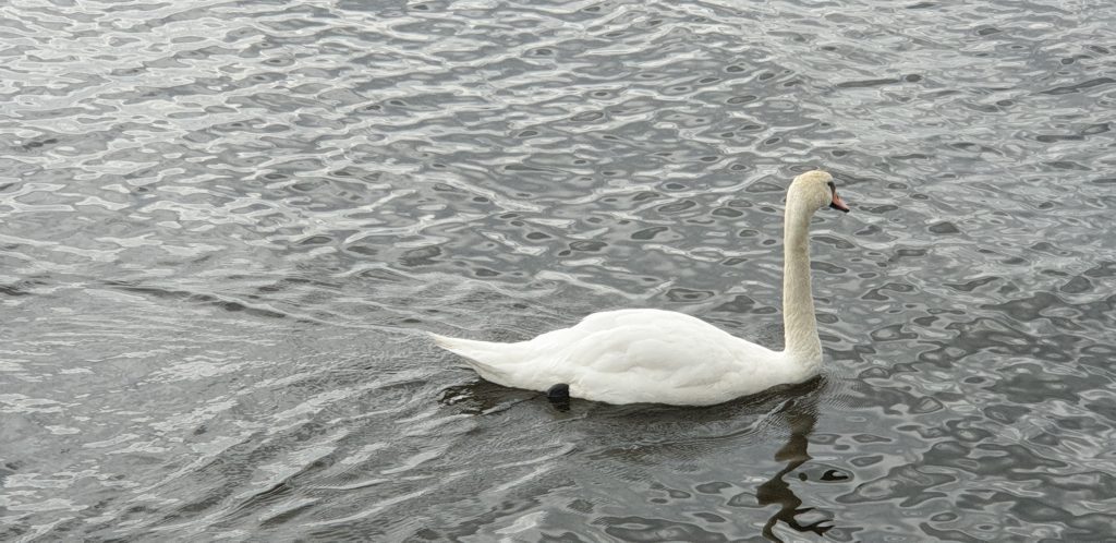 Swan on water